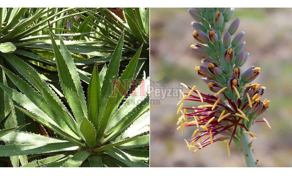 Agave lechuguilla