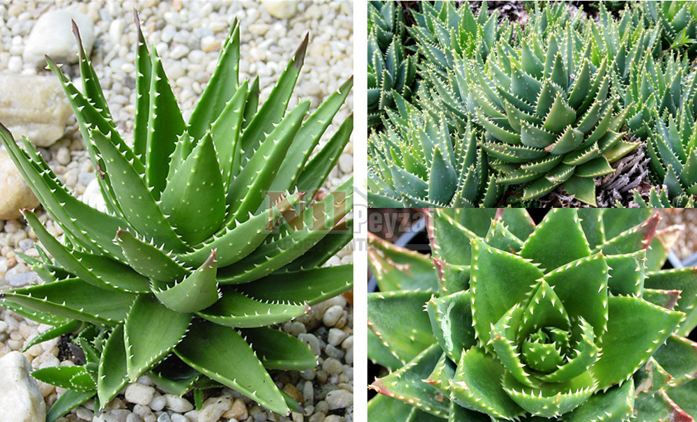 Aloe nobilis