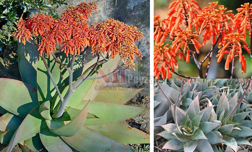 Aloe striata