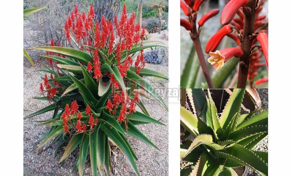 Aloe vaombe