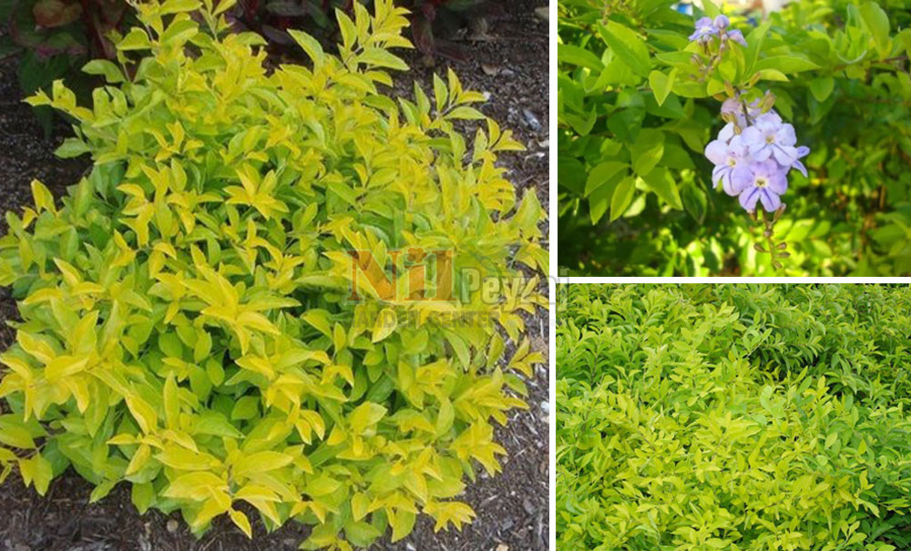 Durantha Lemon