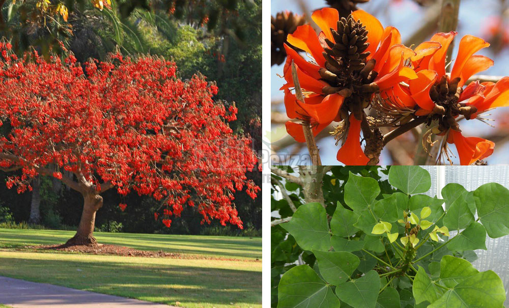 Erythrina caffra