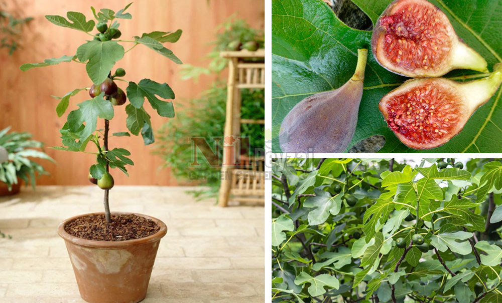 Ficus carica/İncir