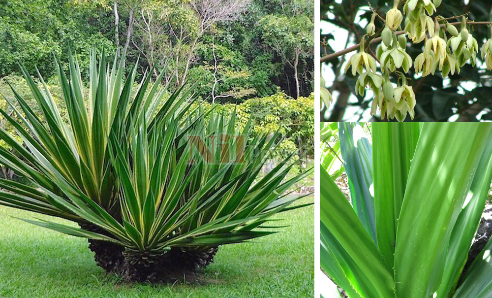 Furcraea foetida