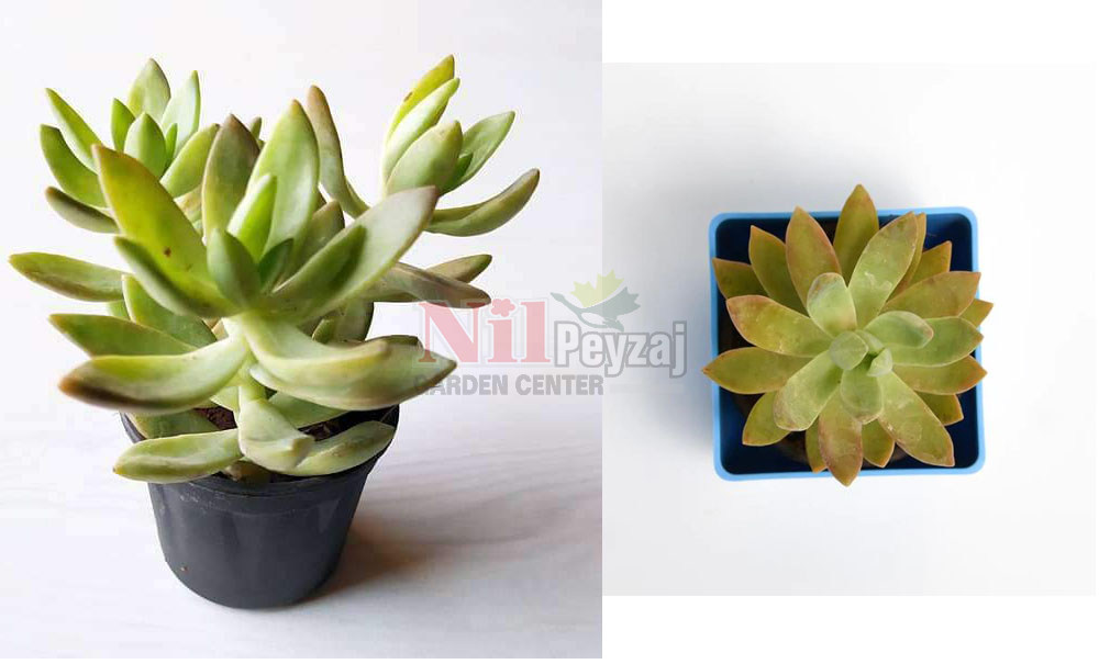 Graptosedum Species