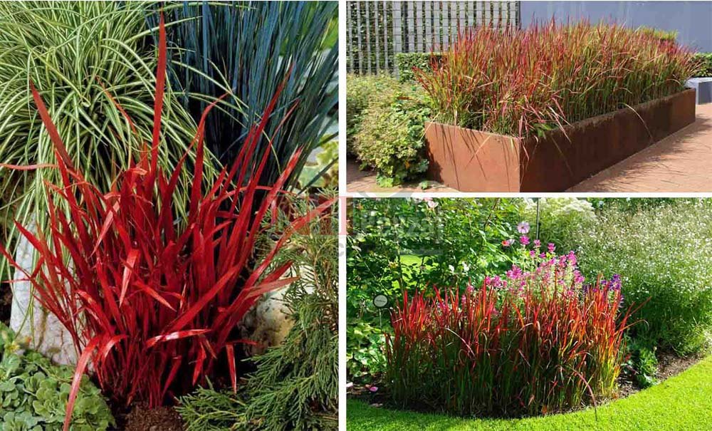 İmperata cylindrica ‘Red Baron’/Kındıra