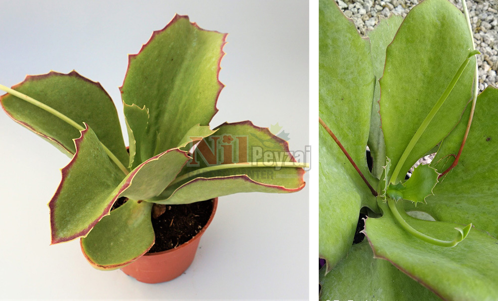 Kalanchoe synspela