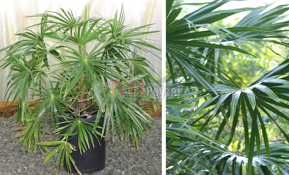 Livistona australis