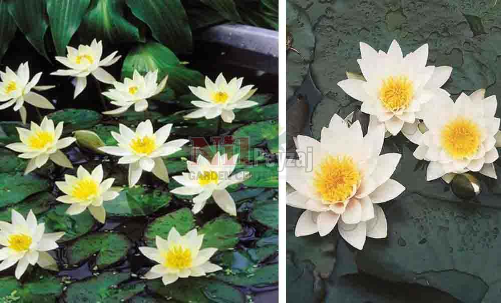 Nymphaea/Nilüfer