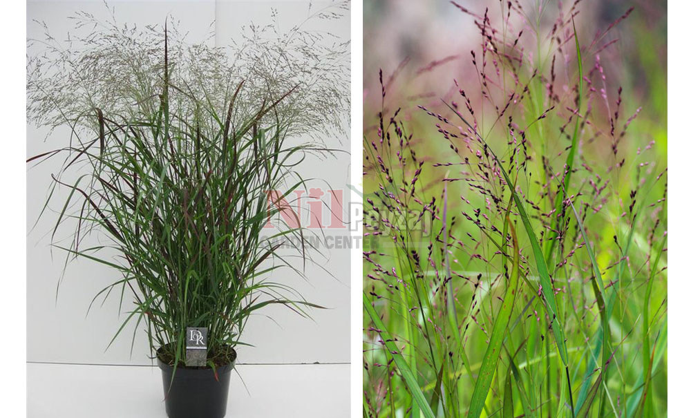Panicum varigatum