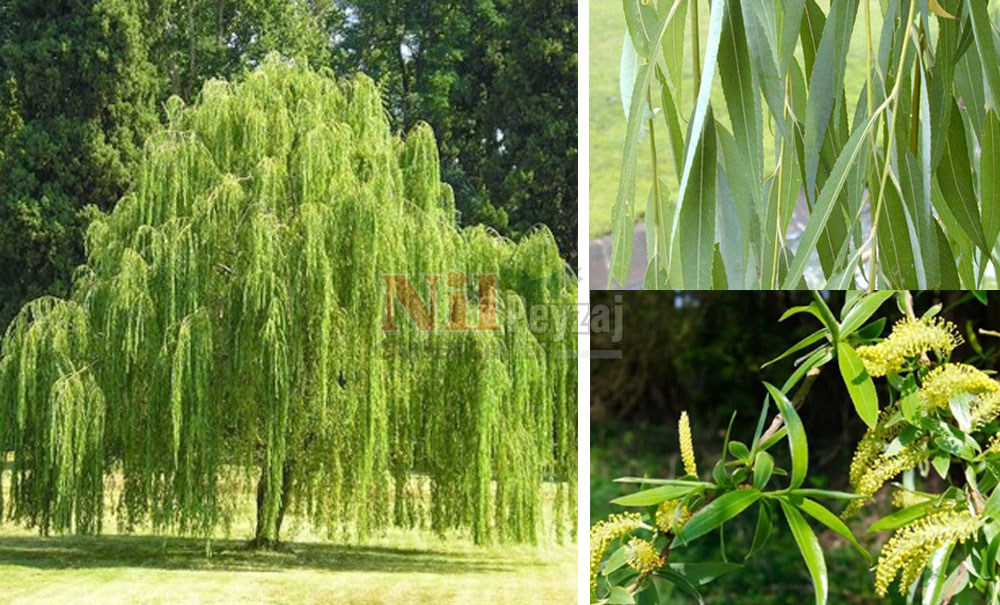 Salix babylonica/Salkım Söğüt