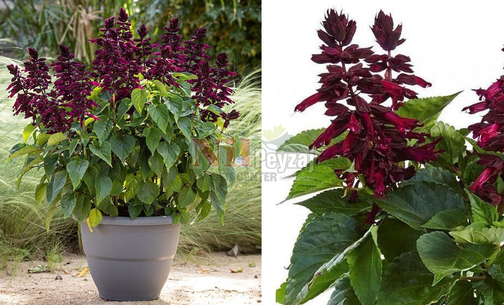 Salvia gigantimo