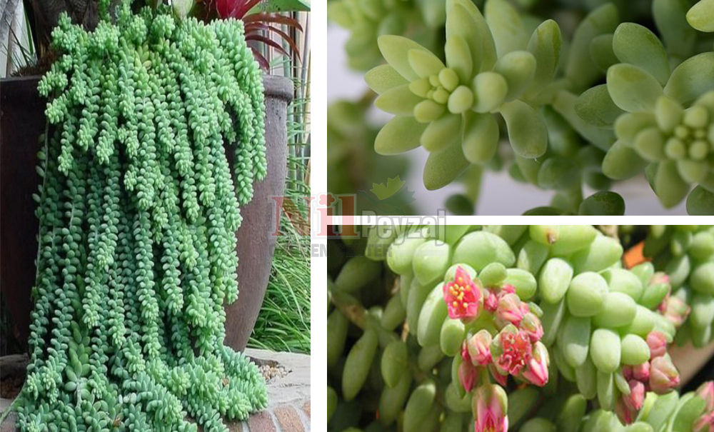 Sedum burrito