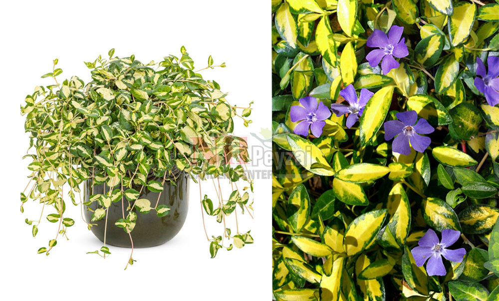 Vinca minor variegata/Alacalı Cezayir Menekşesi