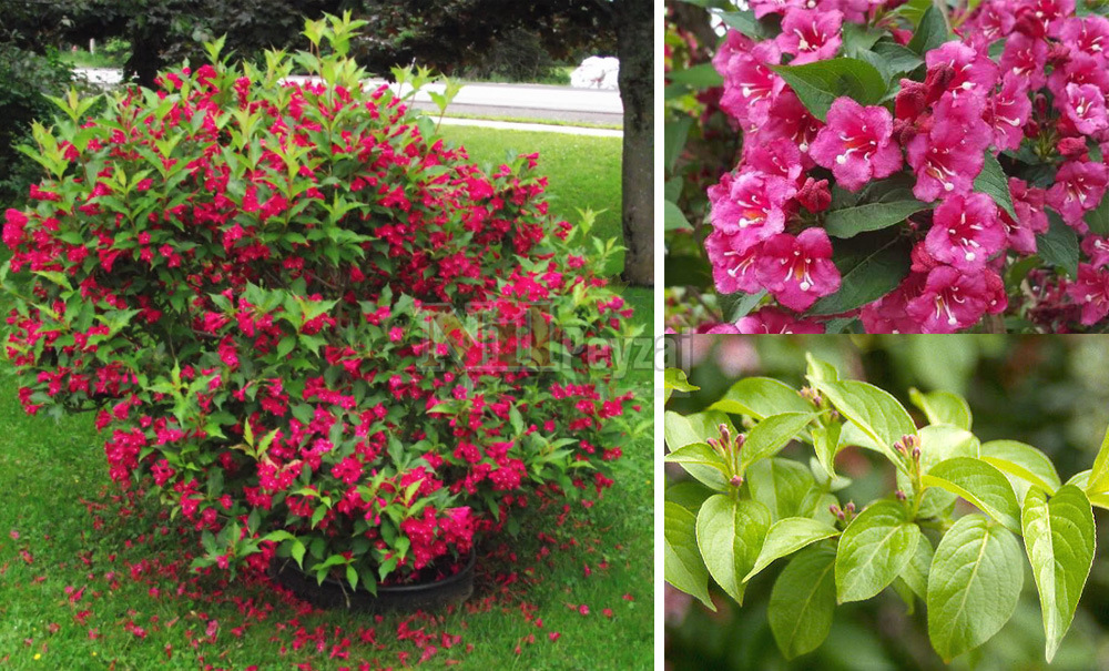 Weigela florida