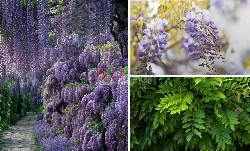 Wisteria sinensis/Mor Salkım