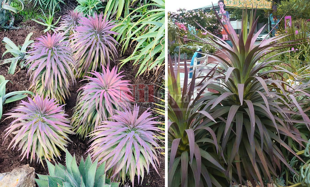 Yucca Desmitiana