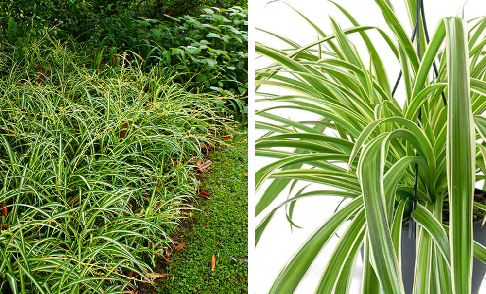 Chlorophytum comosum Variegeta/Alacalı Kurdele Çiçeği