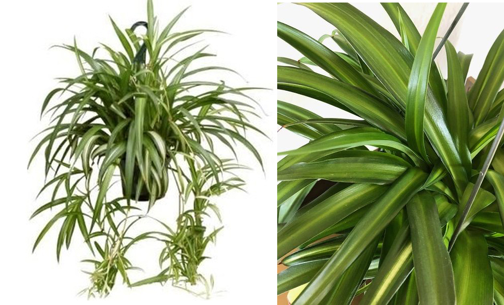 Chlorophytum comosum/Kurdele çiçeği