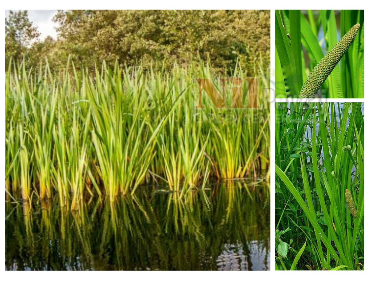 Acorus calamus