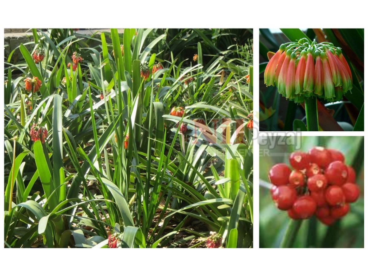 Clivia nobilis