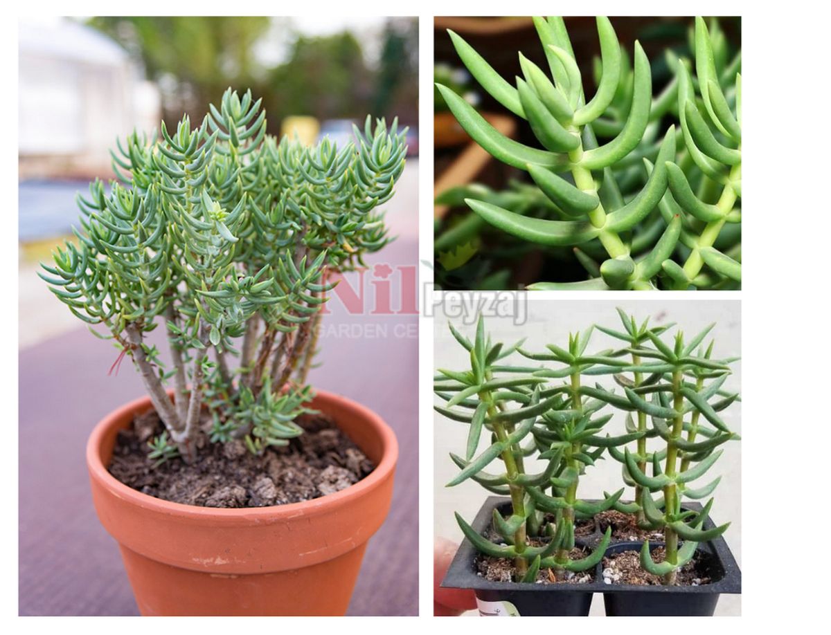 Crassula tetragona