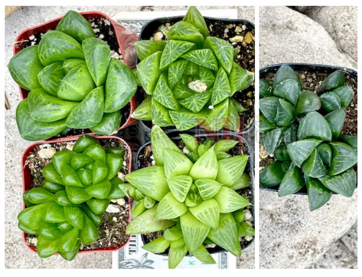 Haworthia mutica