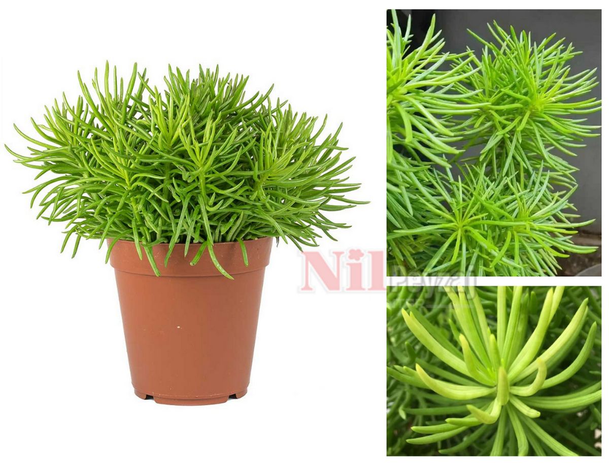 Senecio himalaya