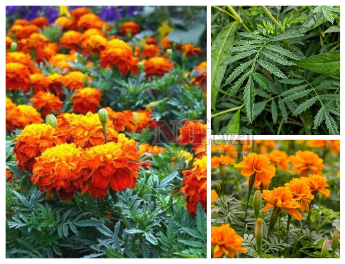 Tagetes erecta / Kadife Çiçeği