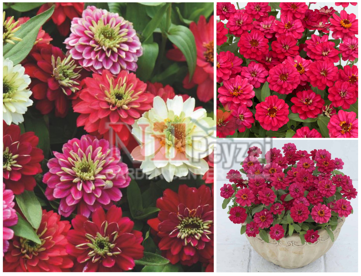 Zinnia x hybrida