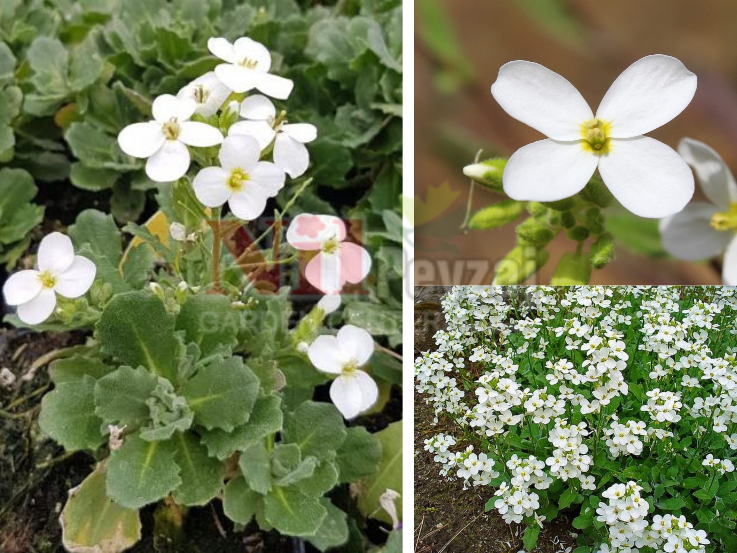 Arabis caucasica  / Kafkas kazteresi