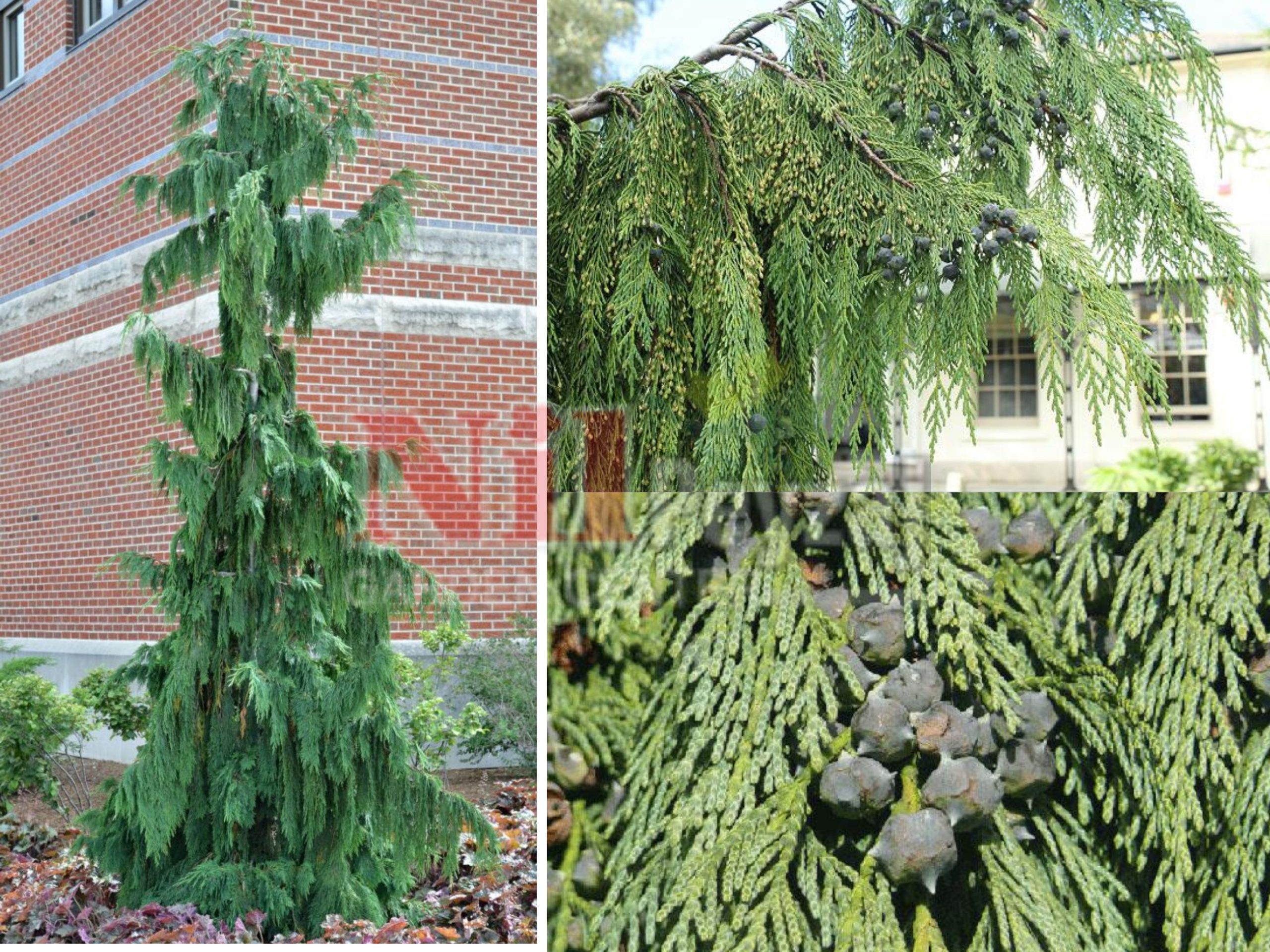 Chamaecyparis (Xanthocyparis) nootkatensis pendula  / Sarkık formlu hayalet sediri